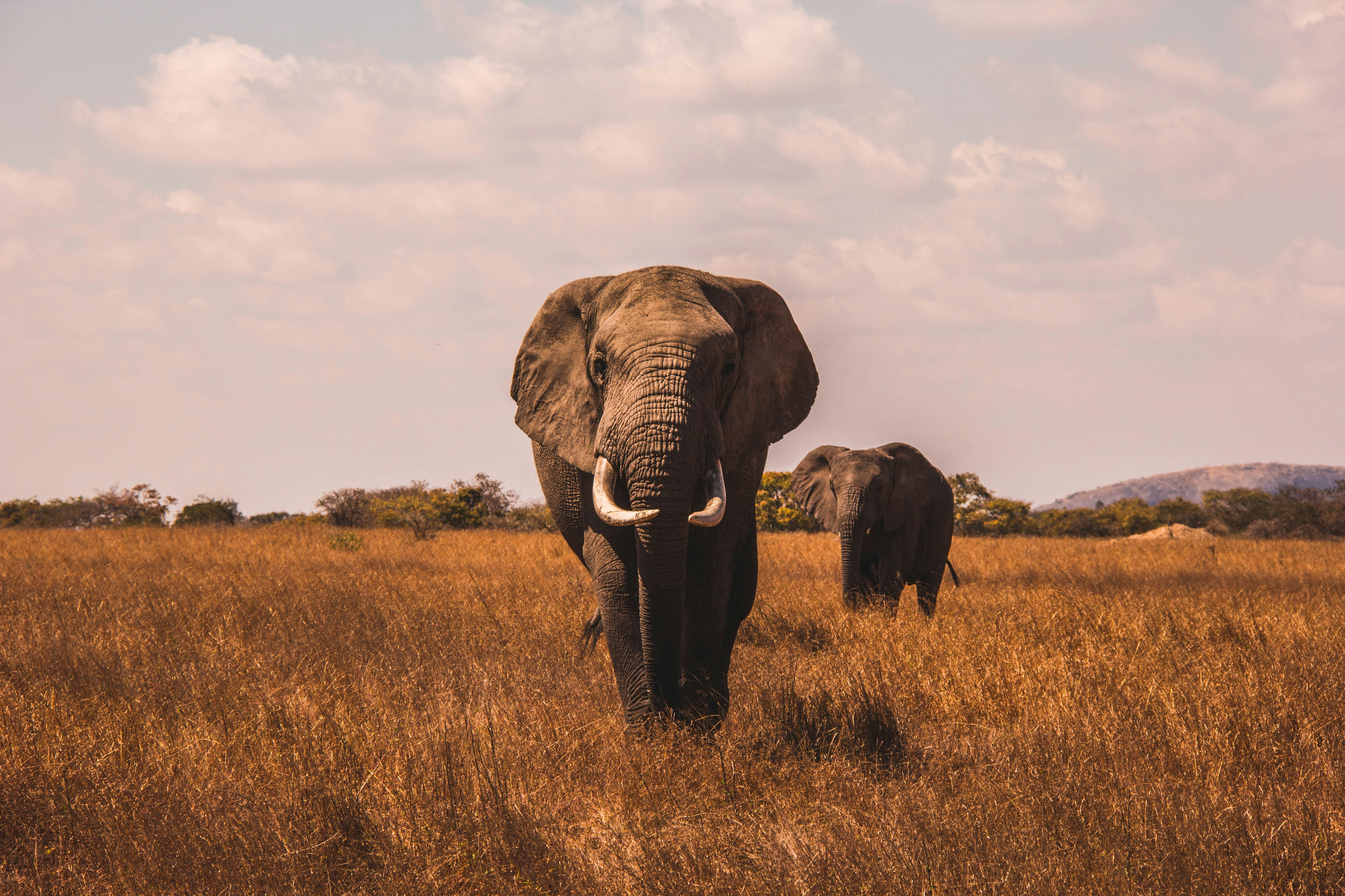 Safari Africano